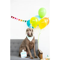 Thumbnail for Pearhead Pet Birthday Pawty Kit Includes Toy, Party Hat and Party Bandana Image 7